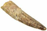 Fossil Spinosaurus Tooth - Real Dinosaur Tooth #322298-1